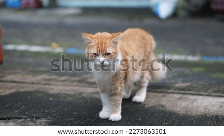 Look beautiful of cat with brown color 