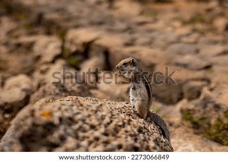 Picture of a Barbary Ground Squirrel eating a seed