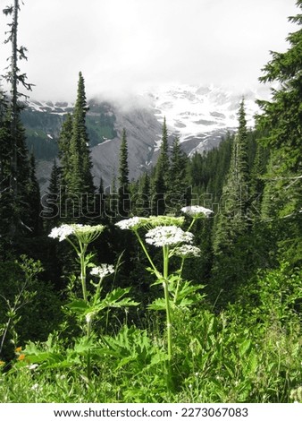 Cow Parsnips by Cloudy Mountain in Mount Rainier National Park