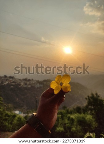 flower Picture with the Sunshine 