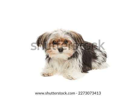 Cute maltese puppy isolated on white background. Royalty-Free Stock Photo #2273073413