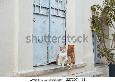 Couple of cats in Athens