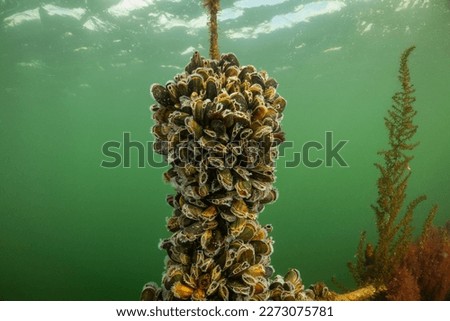 mussel farm underwater. shellfish grow on ropes suspended from the surface in the cold water of holland oosterschelde. the oesterdam is sea water controlled environment for seafood production Royalty-Free Stock Photo #2273075781