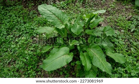 Dock Leaves or Bitter Docks known as Rumex obtusifolius. Medicinal plants. Royalty-Free Stock Photo #2273081969
