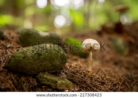 Mushrooms with beautiful background