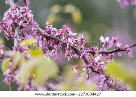 Texas Redbud (cercis canadensis var. texensis) blooming in March at Blue Hole Regional Park. Colorful blooming branch with pink and purple flowers.  Royalty-Free Stock Photo #2273084427