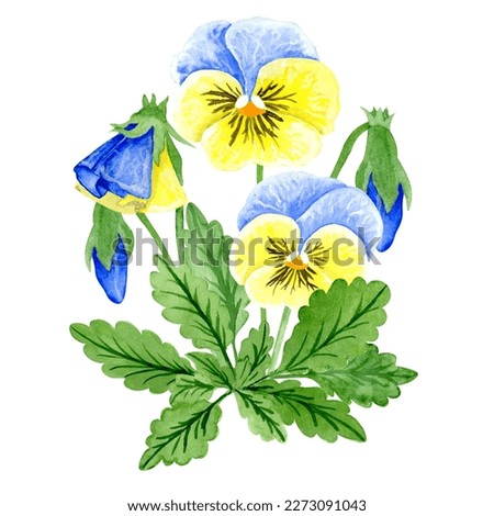 Isolated object-86. Pansy flowers, blue and yellow colours, isolated on white background. Hand drawn watercolour illustration.