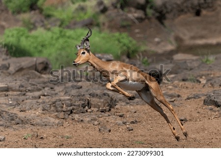 Impala male jumping in a Game Reserve in the Tuli Block in Botswana Royalty-Free Stock Photo #2273099301