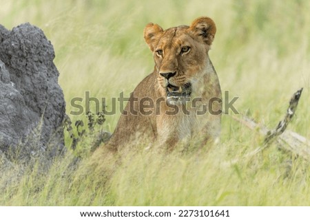 African lion (Panthera leo) in the green season. Sub adult lionesses walking around in the morning in the Okavango Delta in Botswana.                               