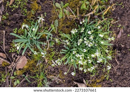 Snowdrop top view in a meadow in springtime Royalty-Free Stock Photo #2273107661