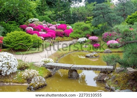 Fantastic balls of flowering rhododendron (azalea) bushes from a piece of a Japanese garden in Potsdam (bonsai). Decorative bridge (walking is prohibited) and a pond at the end of May.