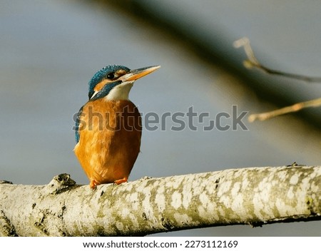 A Female Kingfisher on its perch on the River Thames in Oxfordshire