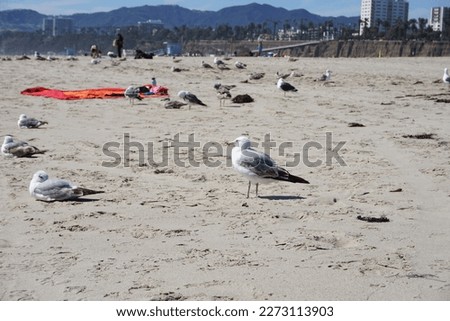 Seagulls standing in the white sand of Santa Monica Beach in Los Angeles, California, with some visitors of the beach, the cliffs and residential area of the city in the background