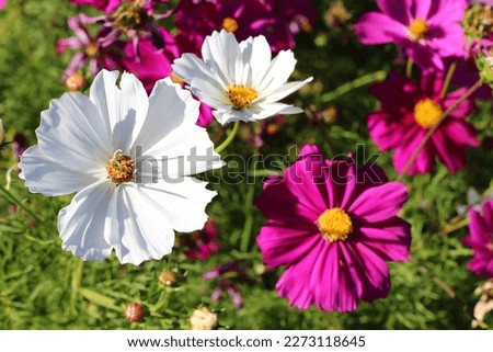 Mexican Aster, Cosmos Scientific name: Cosmos bipinnatus Cav. (Cosmos comes from the Greek word Komos means beautiful. Family: Compositae (same family as marigold). Royalty-Free Stock Photo #2273118645