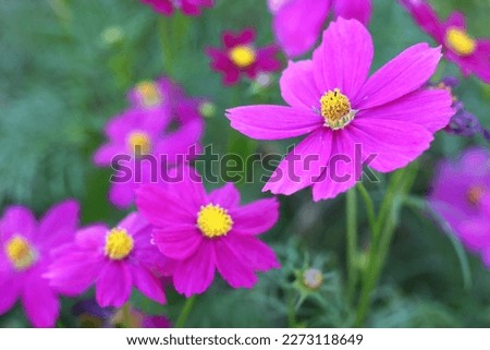 Mexican Aster, Cosmos Scientific name: Cosmos bipinnatus Cav. (Cosmos comes from the Greek word Komos means beautiful. Family: Compositae (same family as marigold).