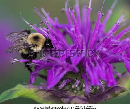 A common eastern bumblebee gathering nectar from bee balm. Royalty-Free Stock Photo #2273122055