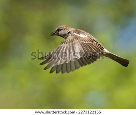 A house sparrow flying through the air Royalty-Free Stock Photo #2273122155