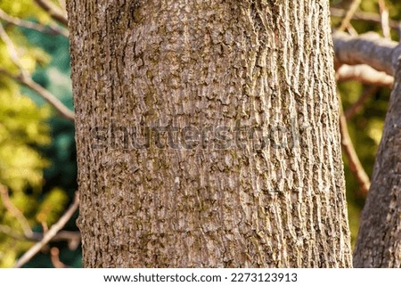 Liriodendron tulip, tulip tree, bark. Liriodendron tulipifera L. Wooden background - texture pattern, for designers Royalty-Free Stock Photo #2273123913