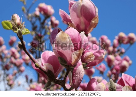 Pink flowers of magnolia bush
