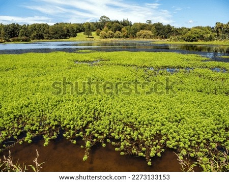 Wetlands at small shallow water lake
