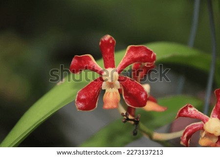 Orchid Flower Red ( Bunga Anggrek Panda Merah)