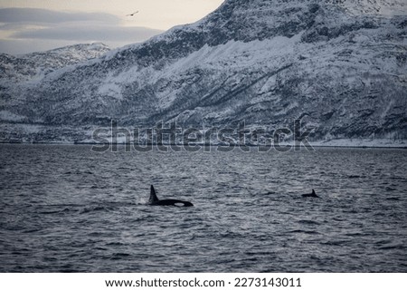 An orca whale hunting for food near Tromso, Norway.
