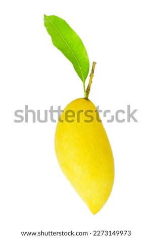 Tropical fruit, Mango on with leaves white background. Top view