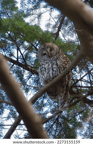 Barred Owl resting in forest, they are large, stocky owls with rounded heads, no ear tufts, and medium length, rounded tails.