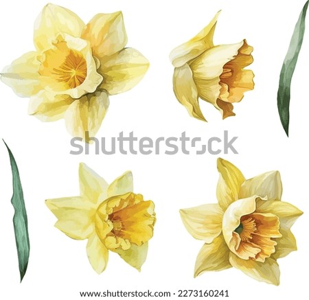 Narcissus flower, clipart, isolated vector illustration.