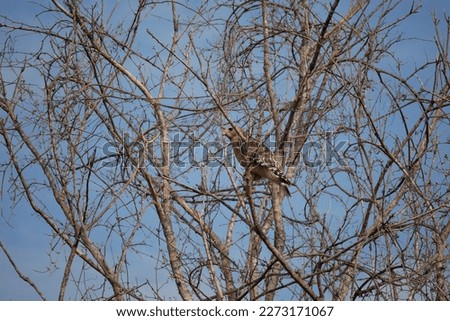 Hawk Picture Taken At McKinney Falls State Park