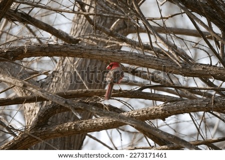 Cardinal picture taken at Mckinney Falls State Park