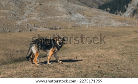 Cute german shepherd in the wild nature landscape in Kyrgyzstan Royalty-Free Stock Photo #2273171959