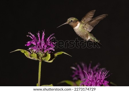 Ruby-throated Hummingbird with bee balm flowers. Royalty-Free Stock Photo #2273174729