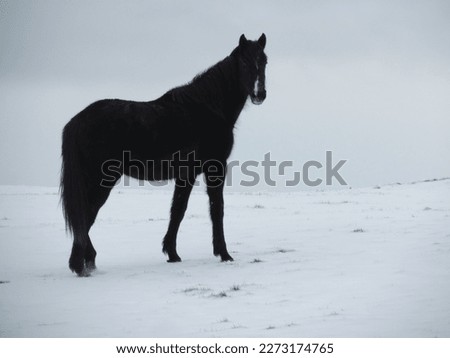 black horse pictured in a snow field with snow in the background. horse pictured in the wild.