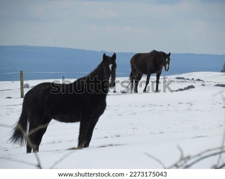 Black and brown horses pictured in a snowy background. Wild horses pictured in nature.