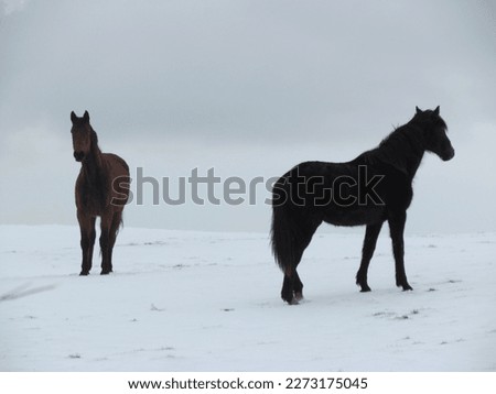 Black and brown horses pictured in a snowy background. Wild horses pictured in nature.