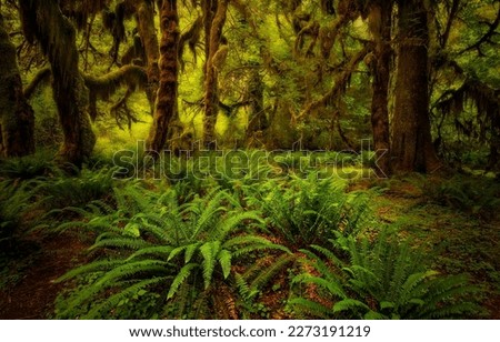 A fern in the rainforest. Fern in mossy forest. Mossy forest fern. Fern leaves in mossy forest Royalty-Free Stock Photo #2273191219