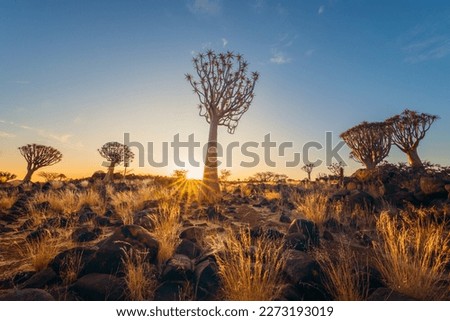 The Quiver Trees. Dry trees in forest field in national park in summer season in Namibia, South Africa. Natural landscape background. Royalty-Free Stock Photo #2273193019