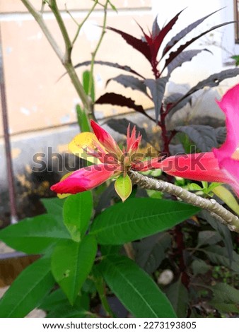 portrait of Pink Cambodia flower