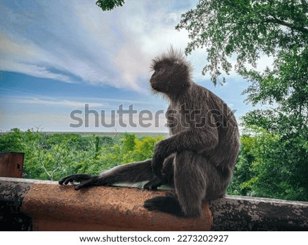 A wild siover monkey sitting alone 