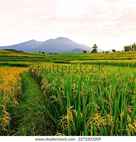taking photos of rice field views when the weather is sunny and cloudy using a mobile camera