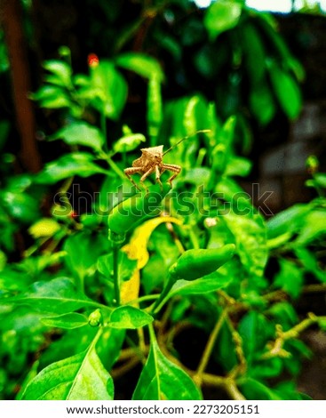 Horned coreid bug on green chilli
