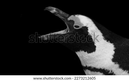 Angry Black And White Penguin Closeup Head On The Black Background