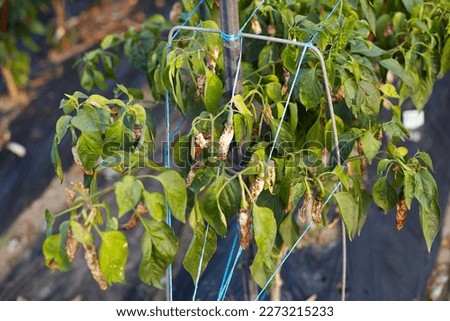 Status of red pepper anthracnose in red pepper fields damaged by farmhouses Royalty-Free Stock Photo #2273215233