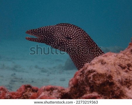 Moray eel surveying its territory in the Cook Islands