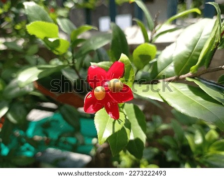 plant with red flowers, beautiful flowers