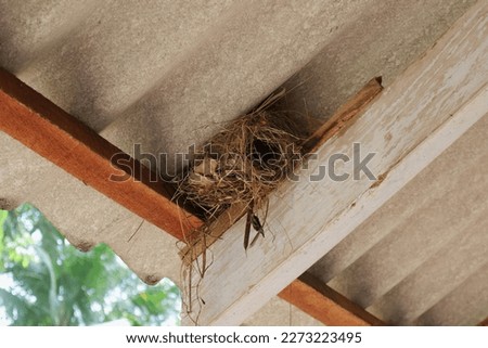 A bird nest made inside of the roof. The nest was made on the wood roof structure which is bearing the asbestos sheet roofing Royalty-Free Stock Photo #2273223495
