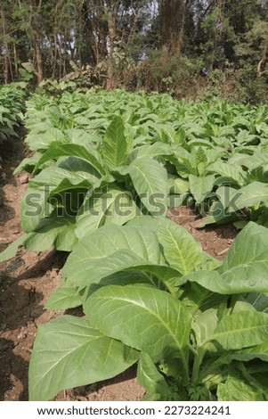 raw tobacco farm for making cigarette and harvest are cash crops