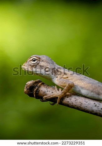 A lizard on a branch with a green background