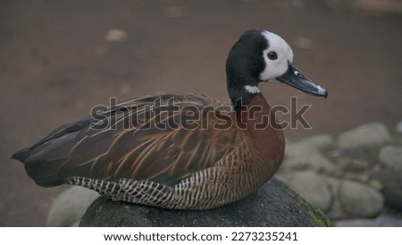 Close up photo of White-faced whistling duck on the pond - Dendrocygna viduata